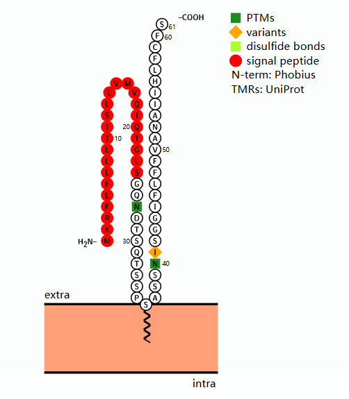 Sialylated Inhibitory Receptor Ligand CD52 Sialylated Inhibitory Receptor Ligand CD52