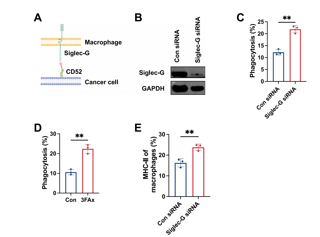 Sialylated Inhibitory Receptor Ligand CD52 Sialylated Inhibitory Receptor Ligand CD52