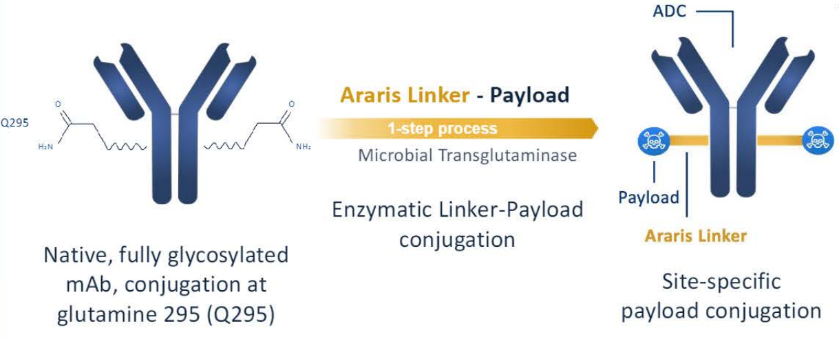 Sodium dependent phosphate transporter SLC34A2 Sodium dependent phosphate transporter SLC34A2