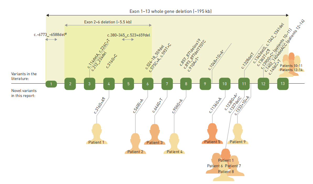 Sodium dependent phosphate transporter SLC34A2 Sodium dependent phosphate transporter SLC34A2