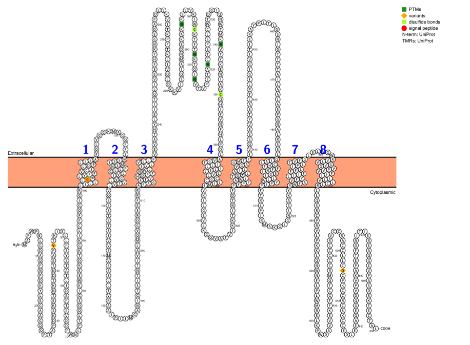 Sodium dependent phosphate transporter SLC34A2 Sodium dependent phosphate transporter SLC34A2