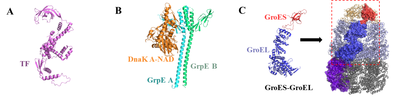 Strategies to enhance soluble expression of recombinant proteins
