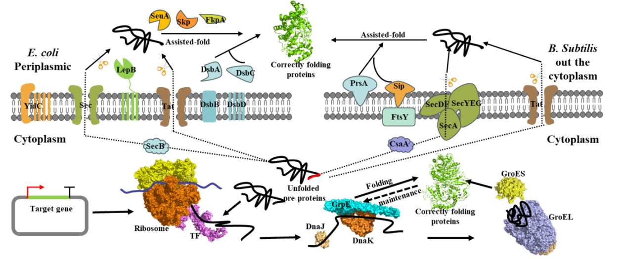 Strategies to enhance soluble expression of recombinant proteins