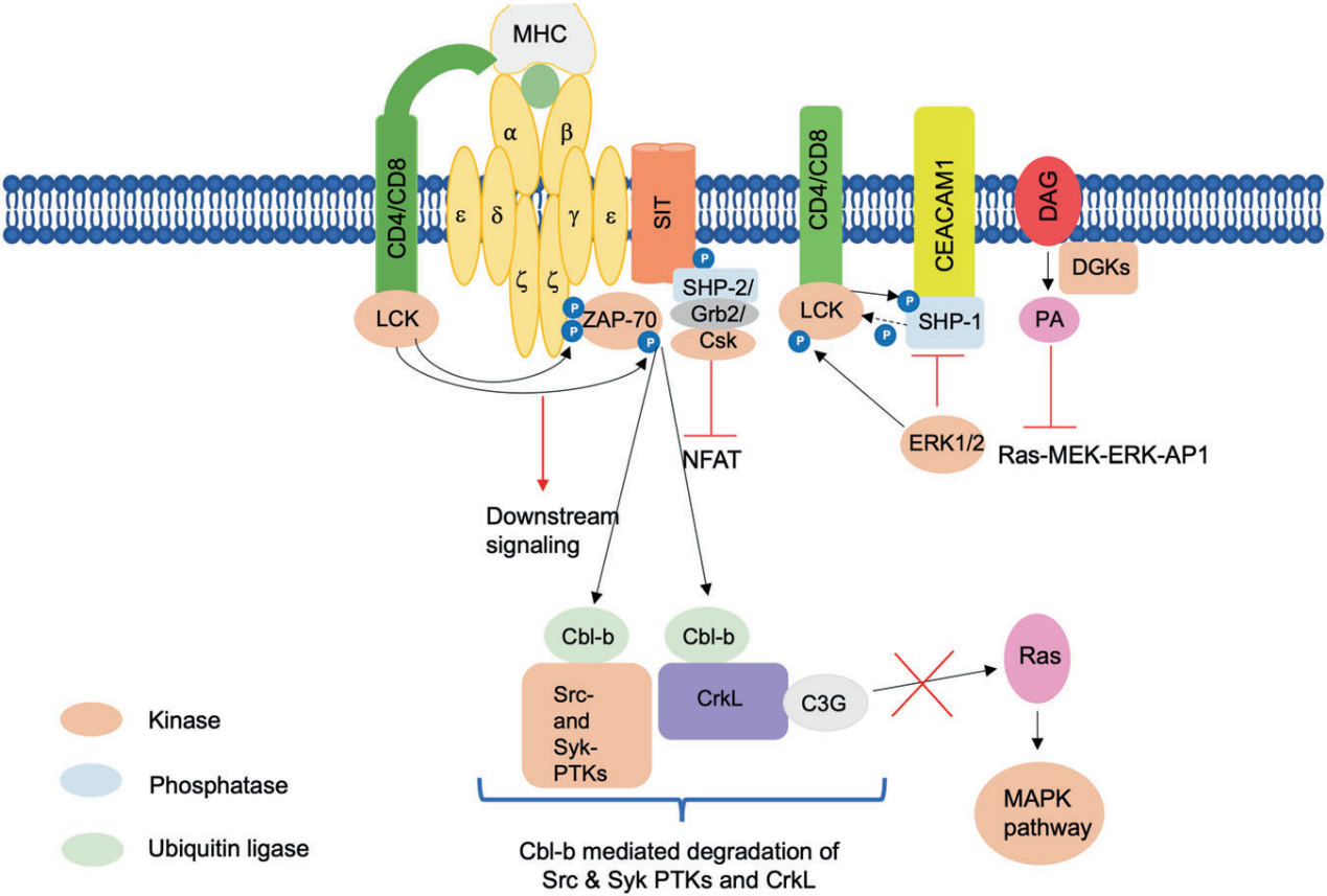 T cell receptor variable region TRBV9 T cell receptor variable region TRBV9