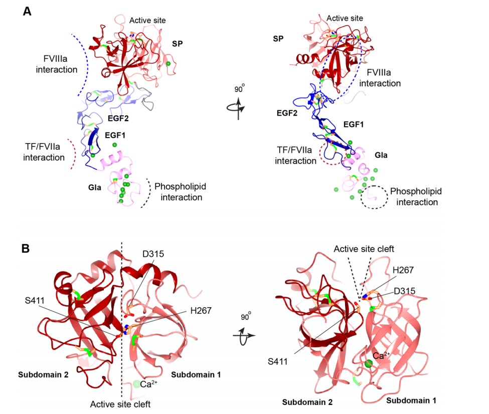 The Coagulation factor FIX