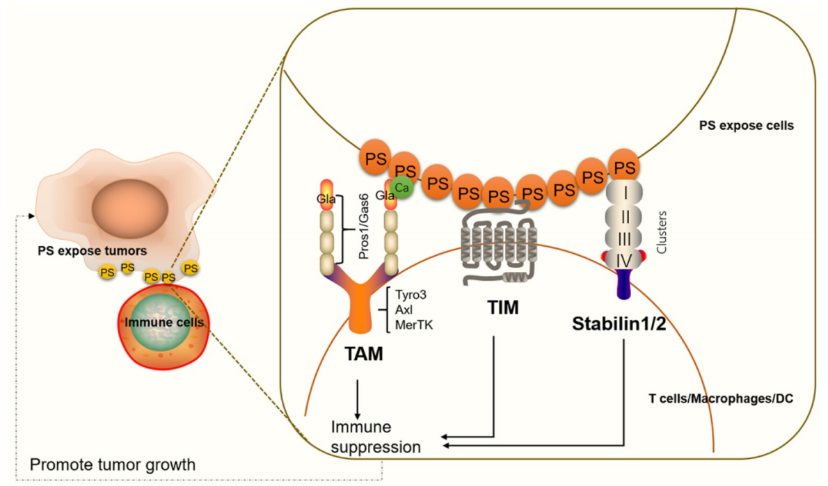 The apoptosis marker Phosphatidylserine