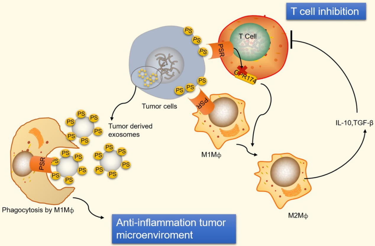 The apoptosis marker Phosphatidylserine