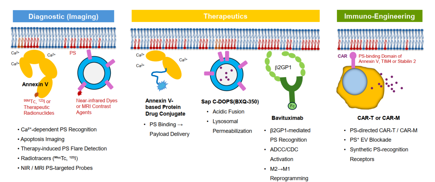 The apoptosis marker Phosphatidylserine
