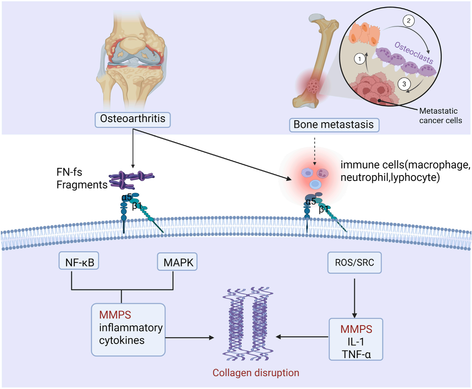 The bidirectional signaling integrin ITGA5B1 The bidirectional signaling integrin ITGA5B1