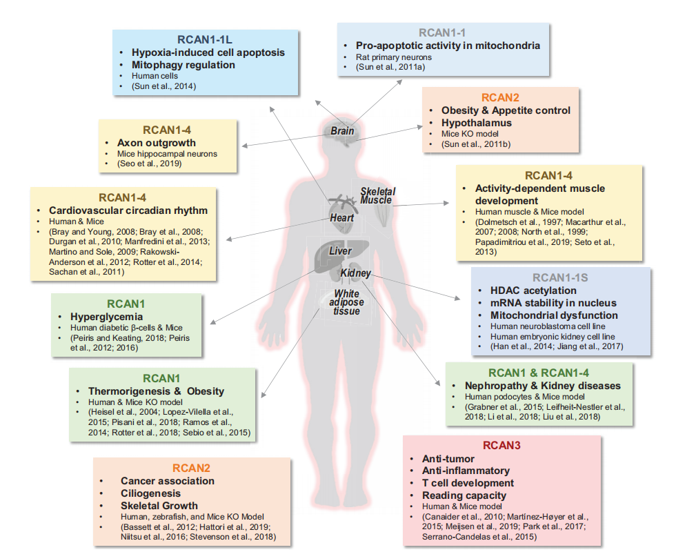 The calcineurin regulatory protein CSP1