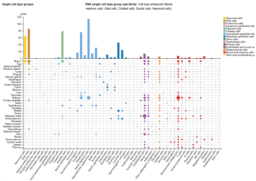 The calcineurin regulatory protein CSP1