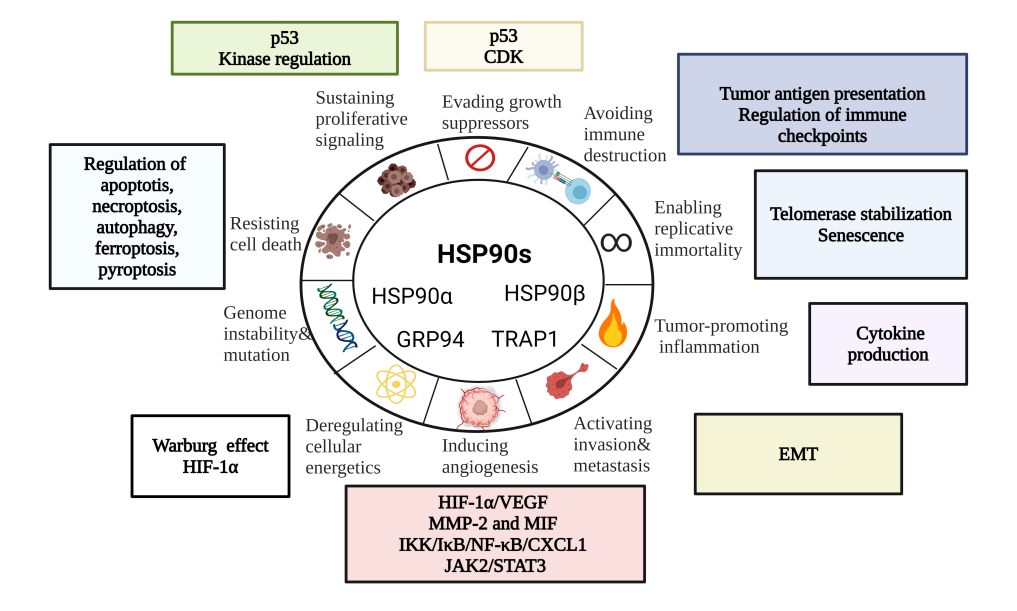 The heat shock protein HSP90 The heat shock protein HSP90