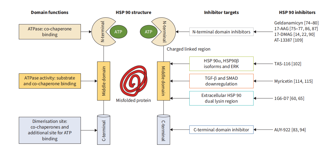 The heat shock protein HSP90 The heat shock protein HSP90