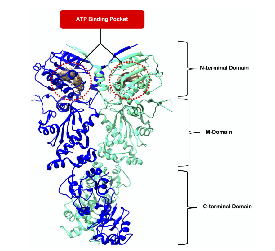 The heat shock protein HSP90 The heat shock protein HSP90
