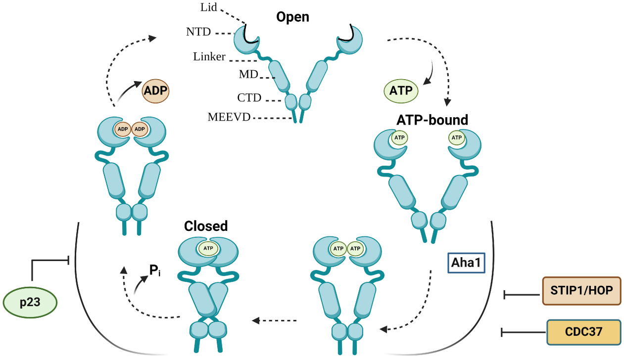 The heat shock protein HSP90 The heat shock protein HSP90