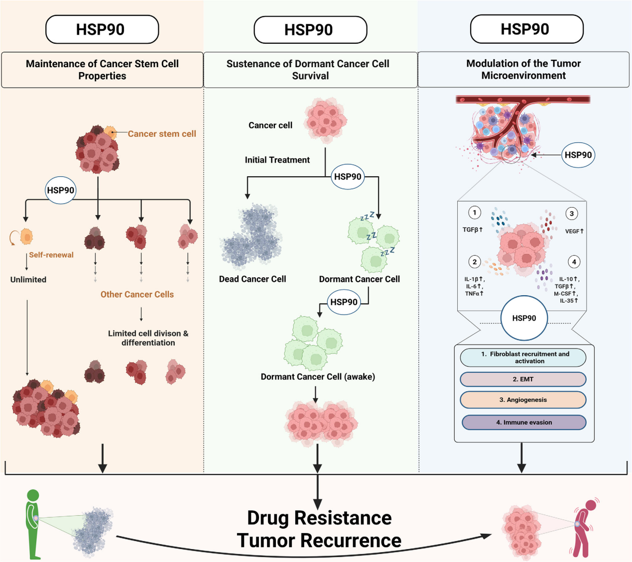 The heat shock protein HSP90 The heat shock protein HSP90