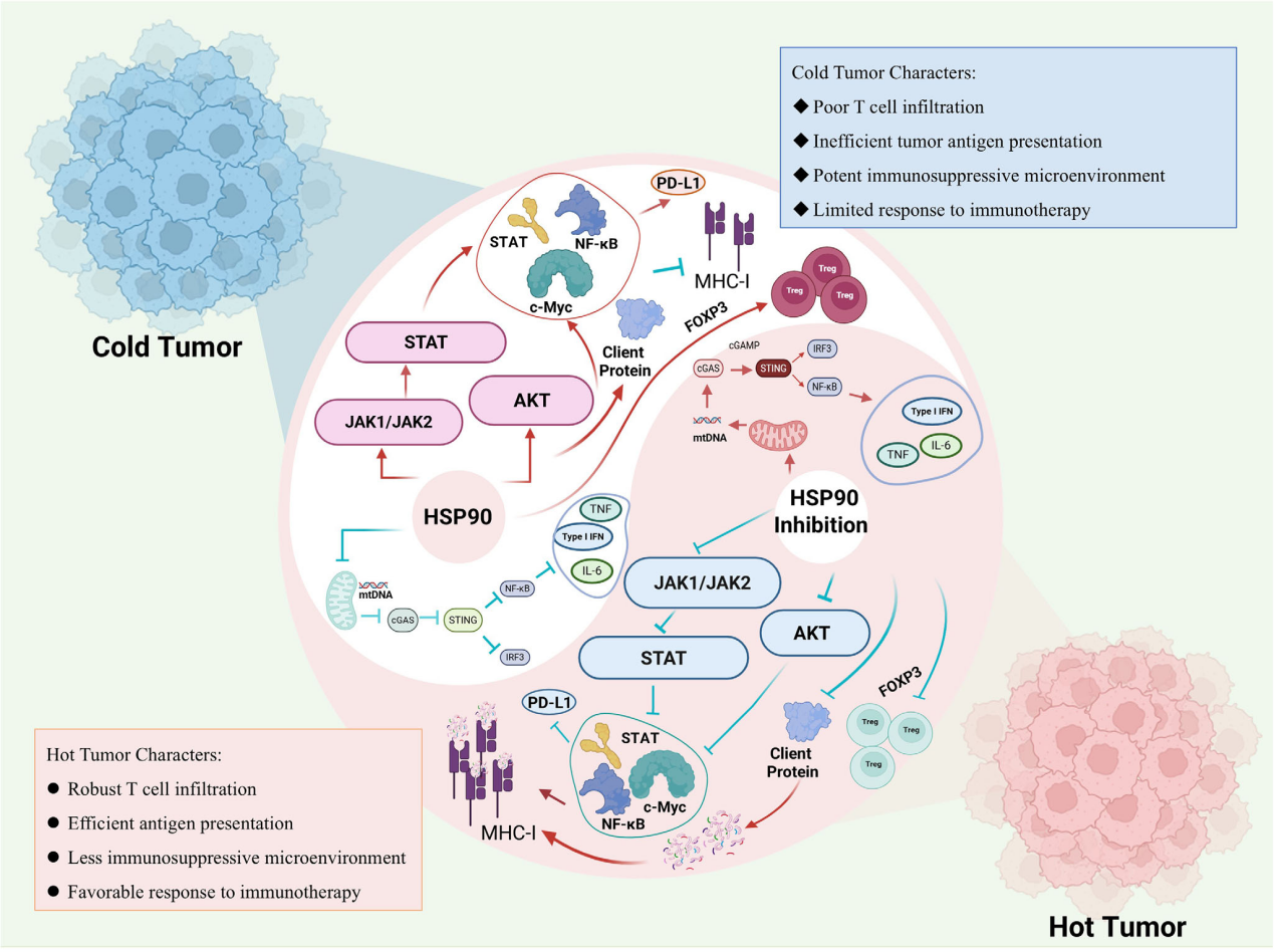 The heat shock protein HSP90 The heat shock protein HSP90