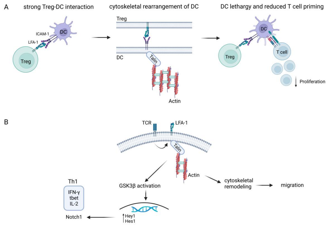 The integrin ITGAL