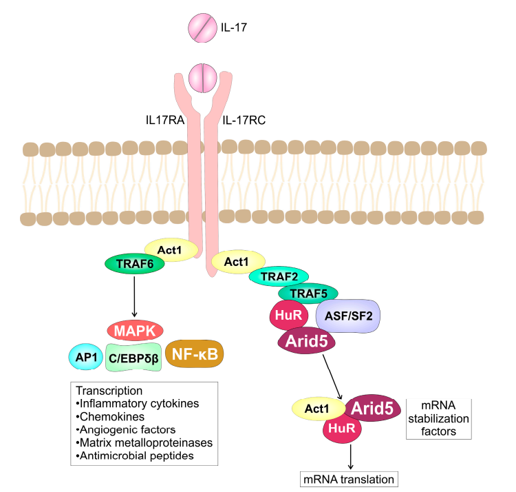 The key hub for inflammation regulation IL17R The key hub for inflammation regulation IL17R