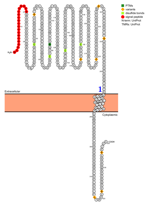 The platelet glycoprotein GP6 The platelet glycoprotein GP6