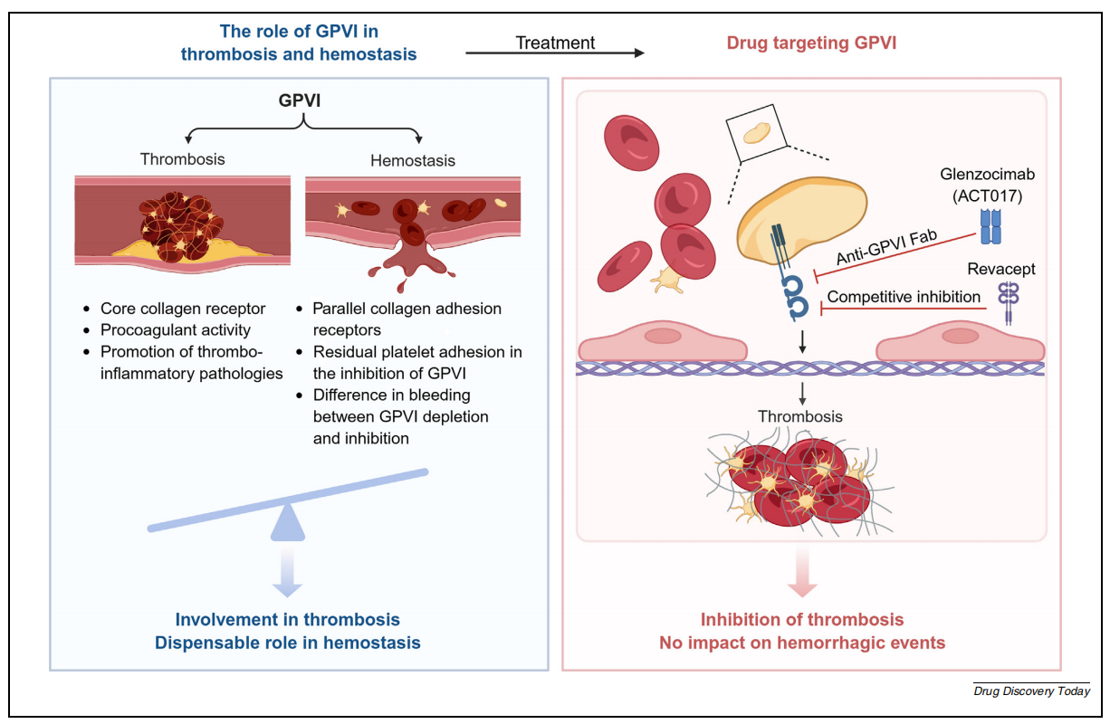 The platelet glycoprotein GP6 The platelet glycoprotein GP6