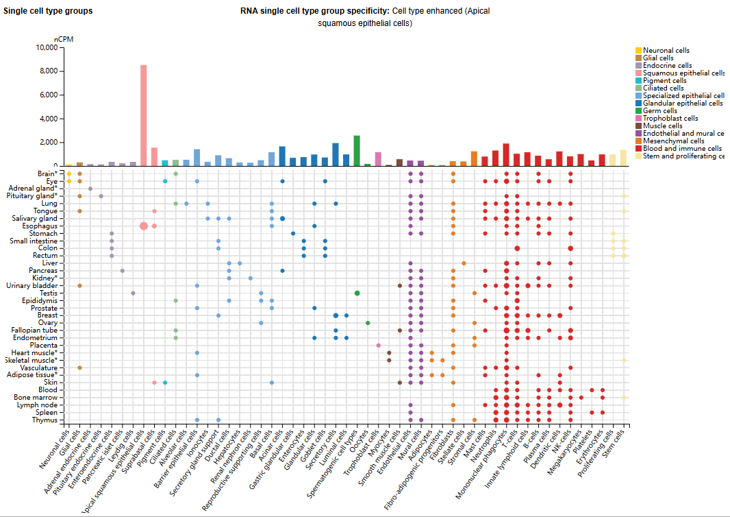 The polyadenylate binding protein PABPC1