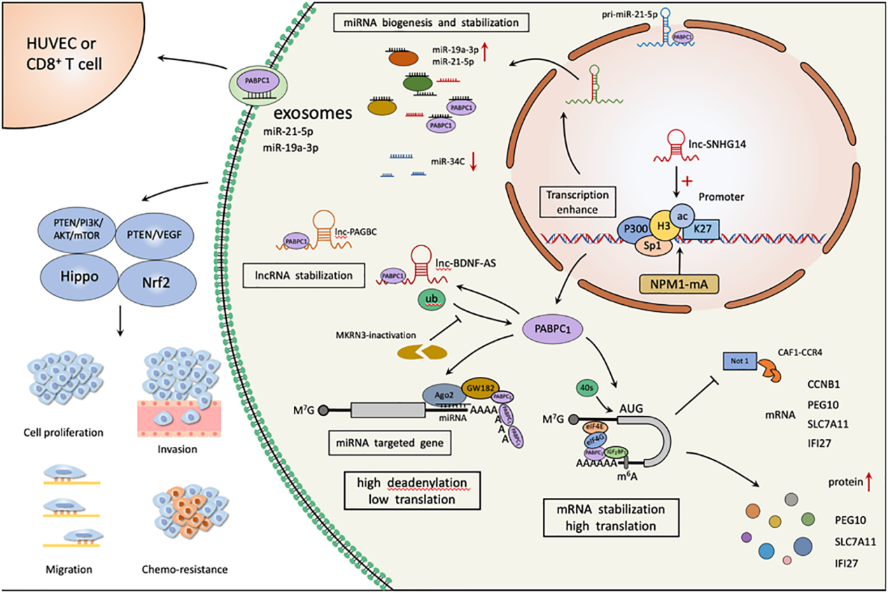 The polyadenylate binding protein PABPC1