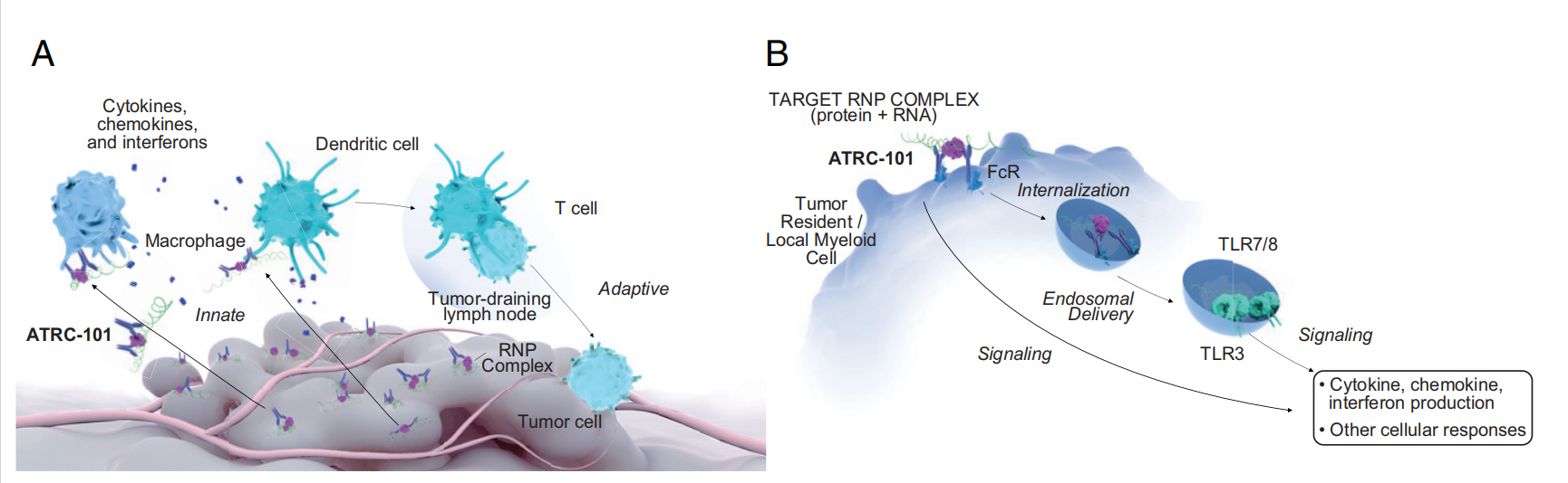 The polyadenylate binding protein PABPC1