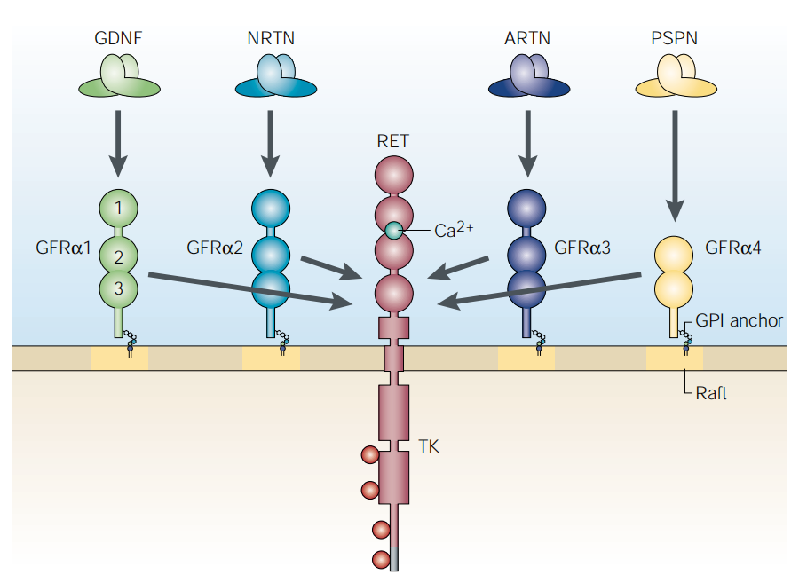 The therapeutic target of neuralgia GFRA3 The therapeutic target of neuralgia GFRA3