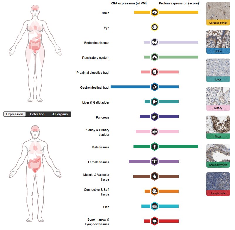 The therapeutic target of neuralgia GFRA3 The therapeutic target of neuralgia GFRA3