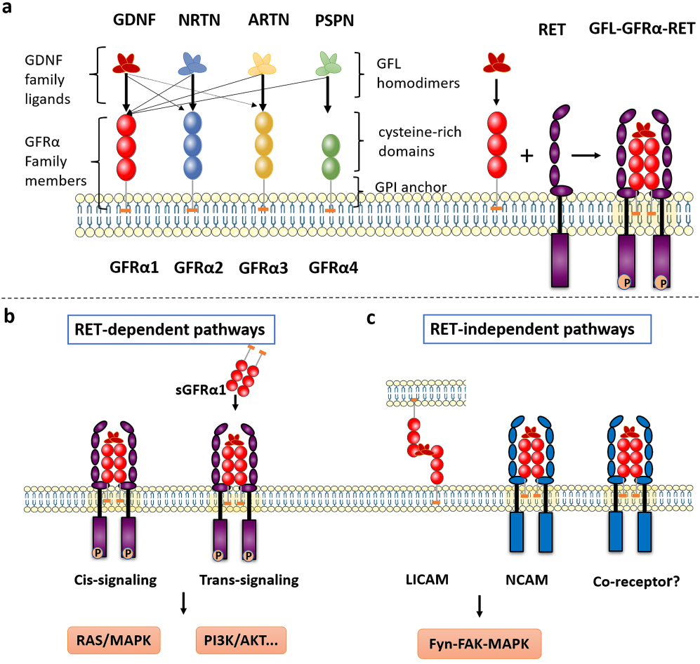 The therapeutic target of neuralgia GFRA3 The therapeutic target of neuralgia GFRA3