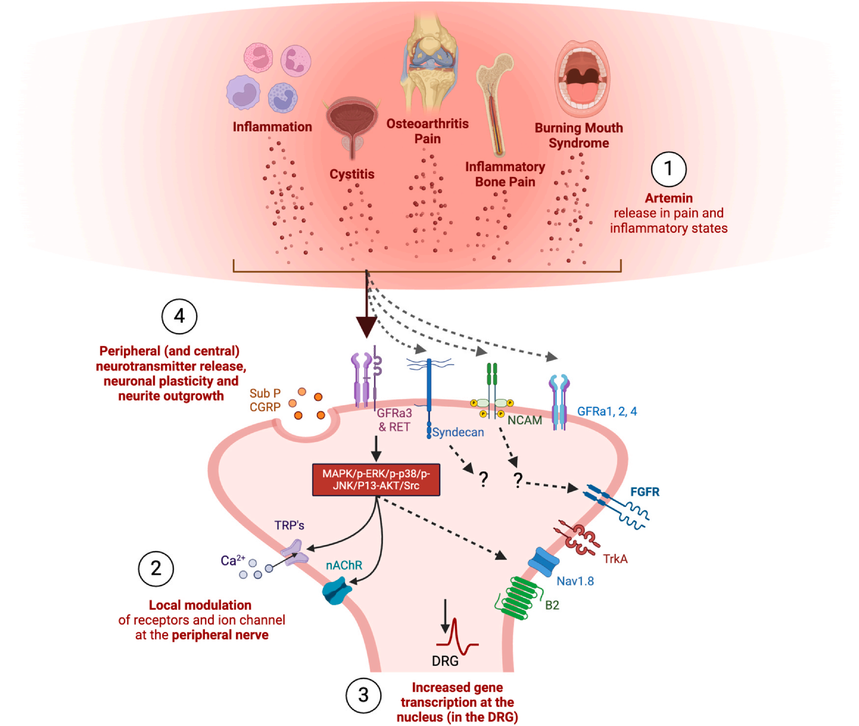 The therapeutic target of neuralgia GFRA3 The therapeutic target of neuralgia GFRA3