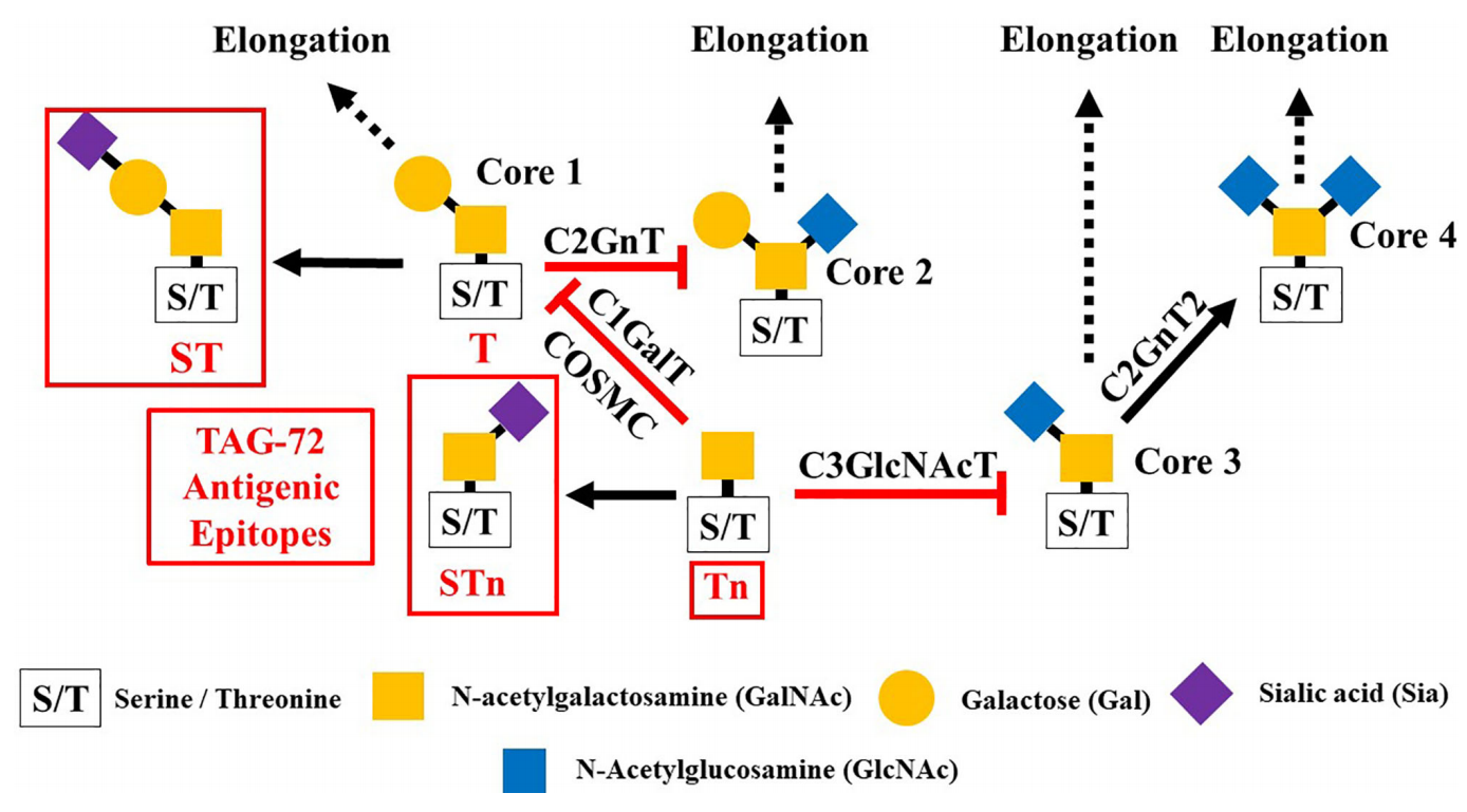 The tumor associated glycoprotein TAG-72 The tumor associated glycoprotein TAG-72