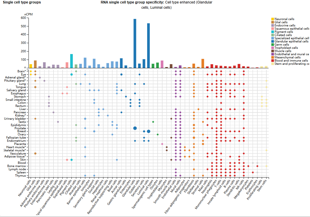 The zinc transporter SLC39A6