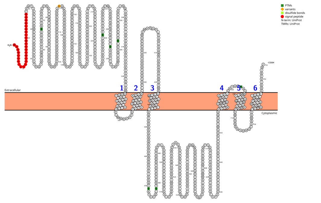 The zinc transporter SLC39A6