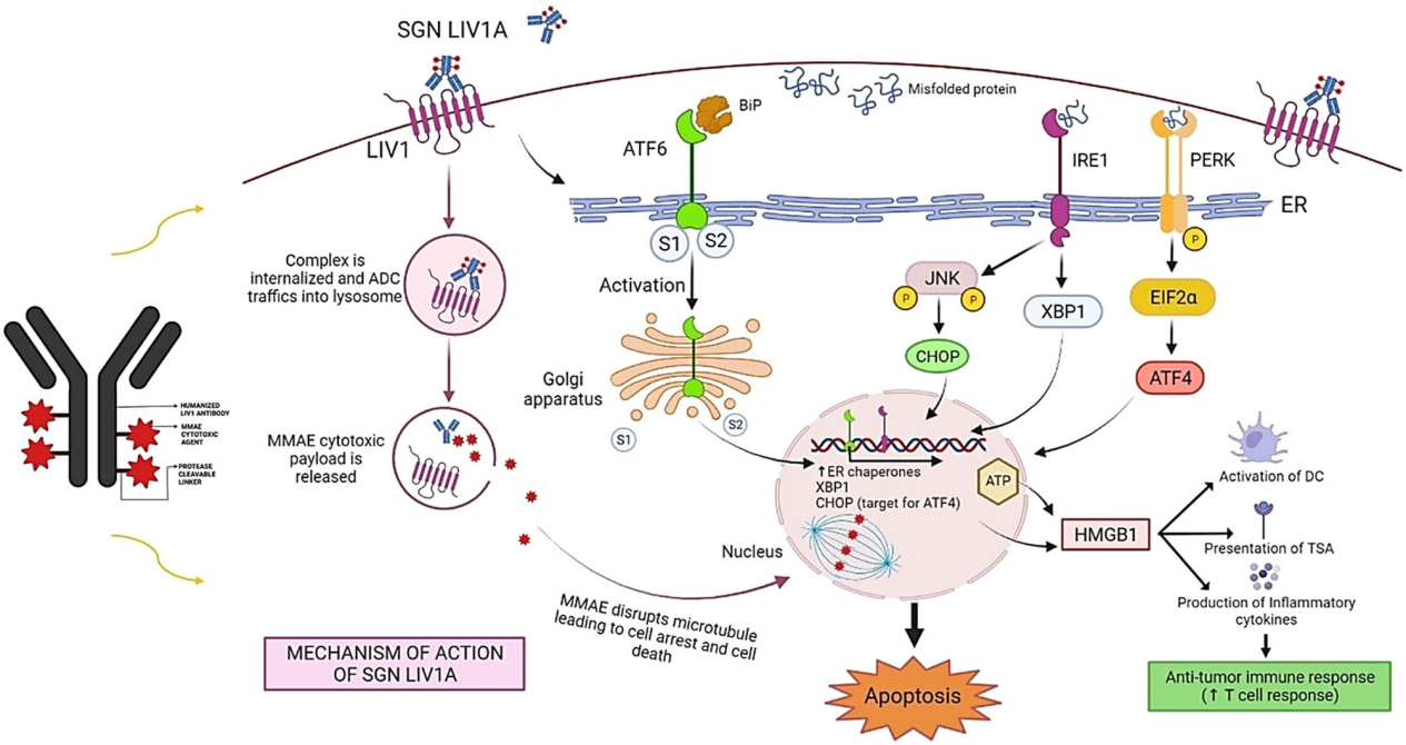 The zinc transporter SLC39A6