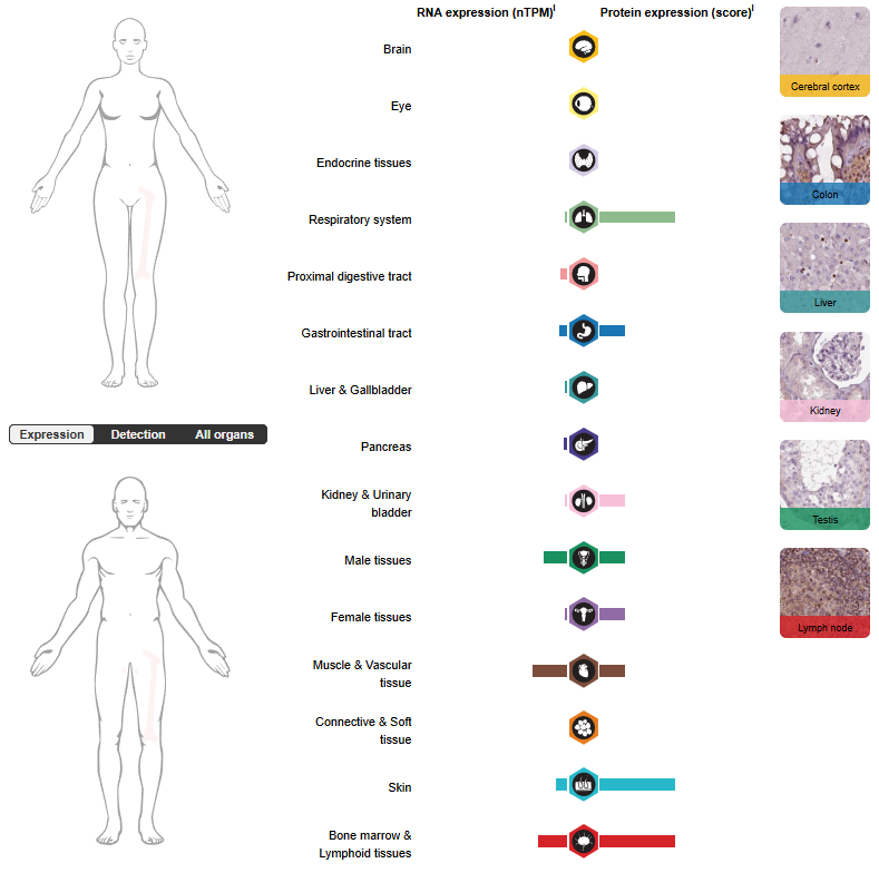 Therapeutic Target for Itching and Inflammatory Diseases IL31RA