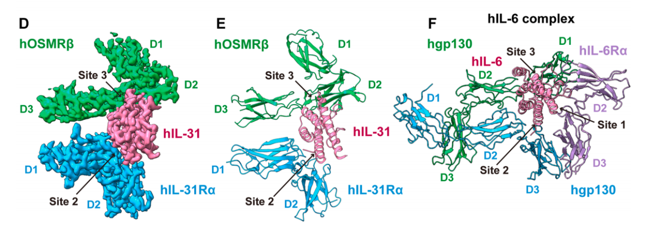 Therapeutic Target for Itching and Inflammatory Diseases IL31RA