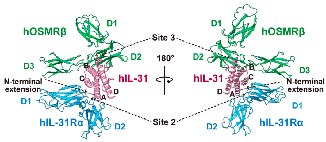 Therapeutic Target for Itching and Inflammatory Diseases IL31RA