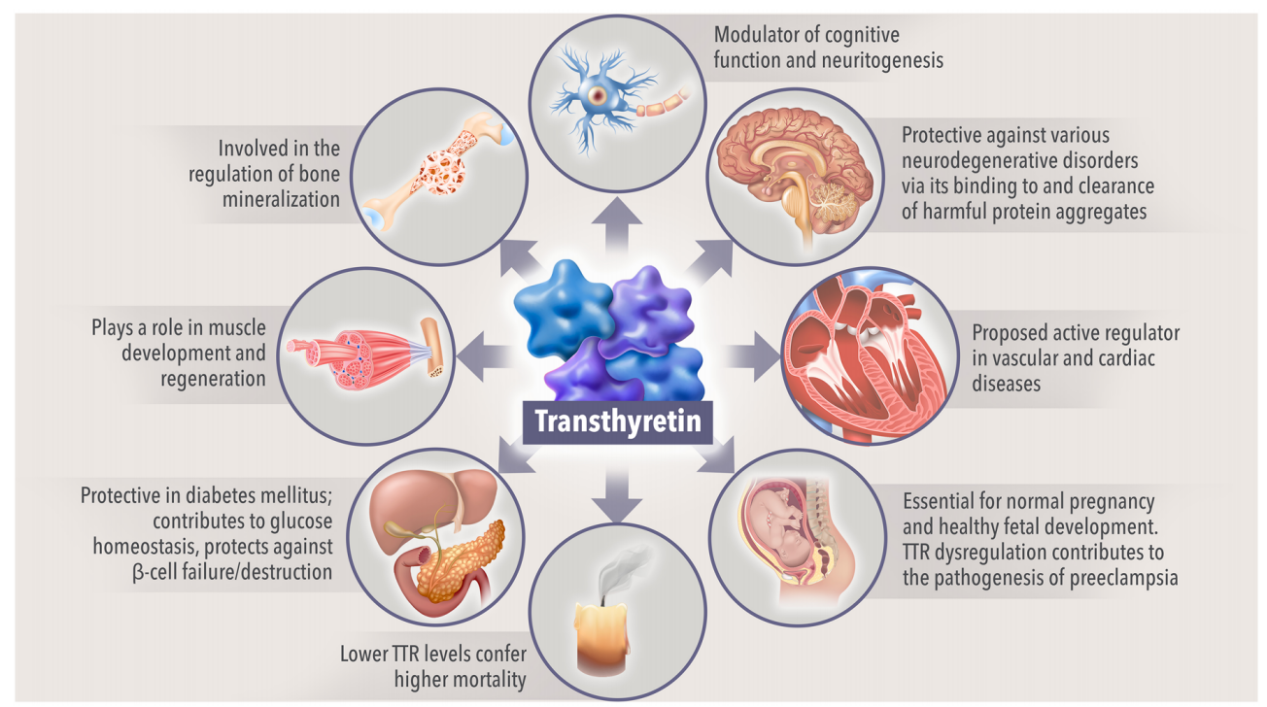 Transthyretin protein TTR