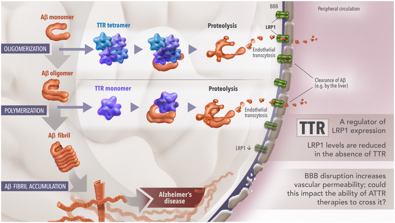 Transthyretin protein TTR