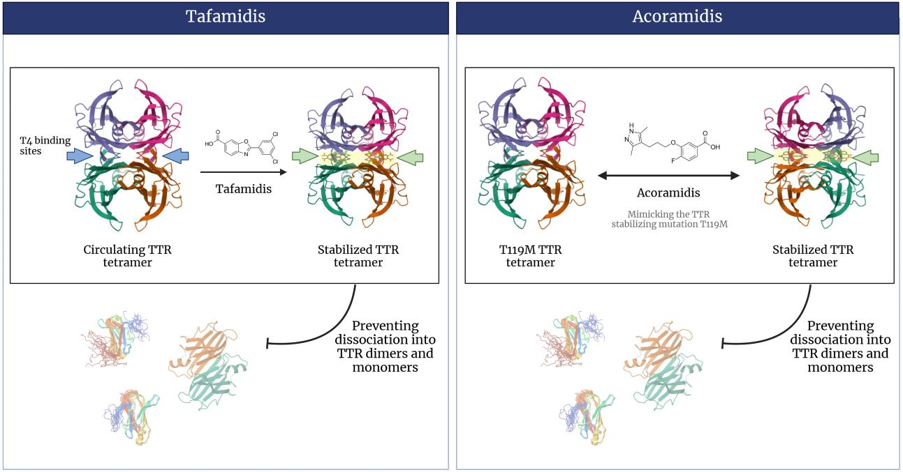 Transthyretin protein TTR