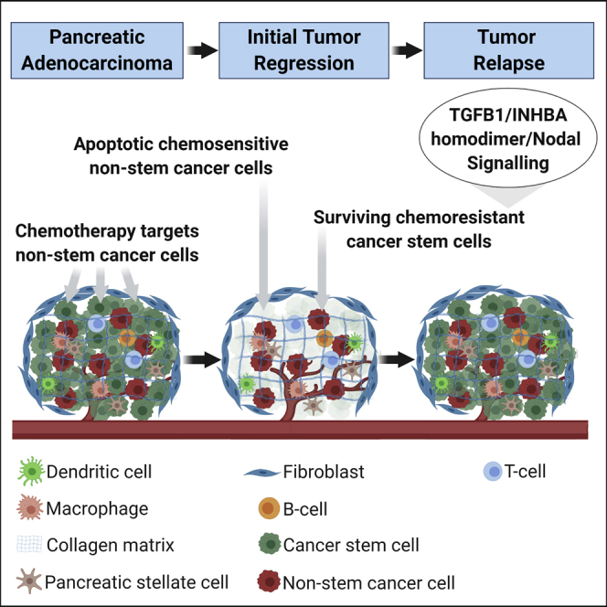 Tumor microenvironment regulatory factor INHBA Tumor microenvironment regulatory factor INHBA