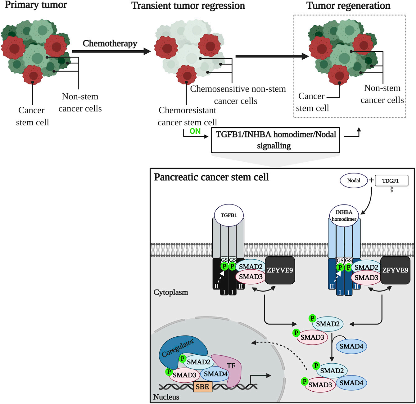 Tumor microenvironment regulatory factor INHBA Tumor microenvironment regulatory factor INHBA