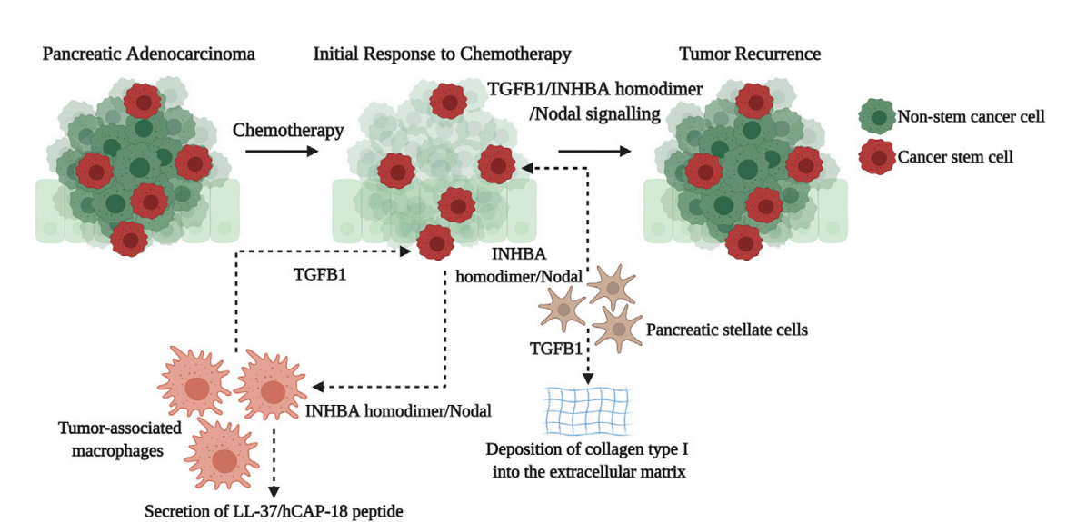 Tumor microenvironment regulatory factor INHBA Tumor microenvironment regulatory factor INHBA
