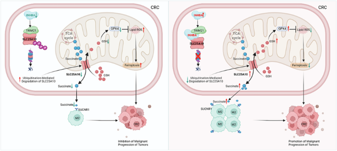 Tumor microenvironment regulatory factor INHBA Tumor microenvironment regulatory factor INHBA