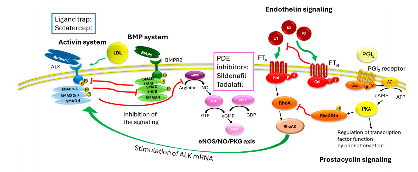 Tumor microenvironment regulatory factor INHBA Tumor microenvironment regulatory factor INHBA