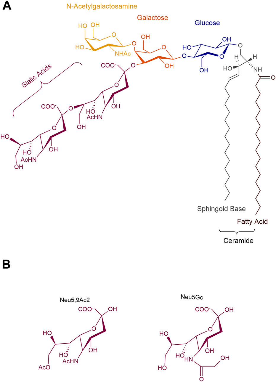 Tumor treatment target Ganglioside GD2 Tumor treatment target Ganglioside GD2