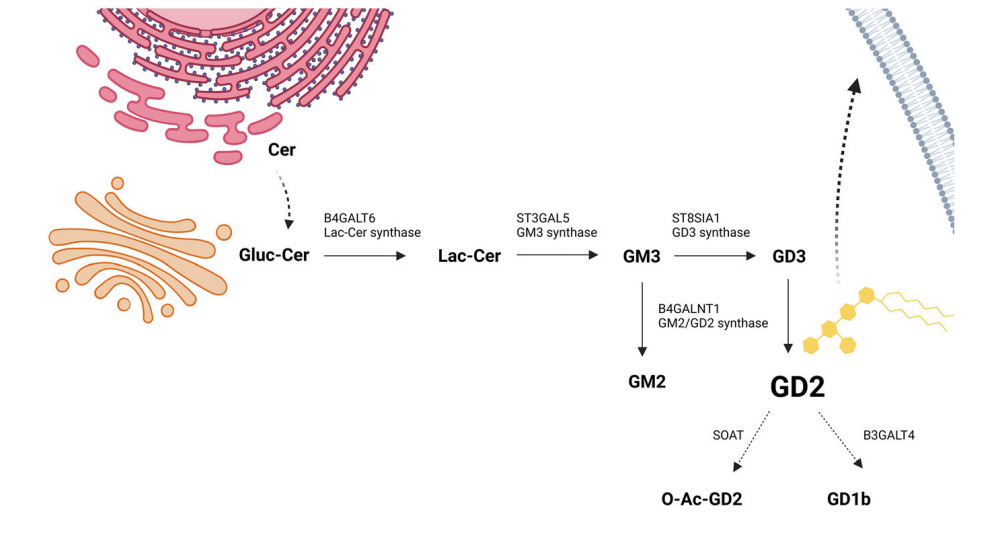 Tumor treatment target Ganglioside GD2 Tumor treatment target Ganglioside GD2
