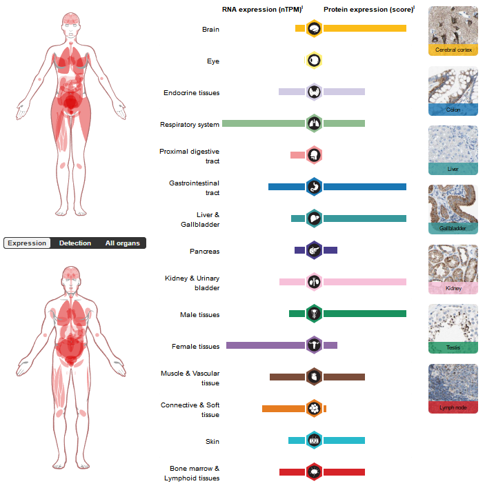 Vascular development regulatory factor ACVRL1 Vascular development regulatory factor ACVRL1